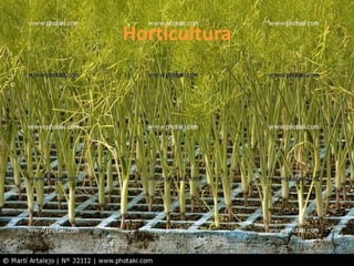 Horticultura