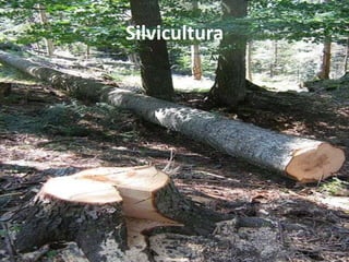 Silvicultura