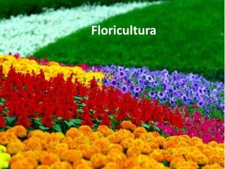 Floricultura