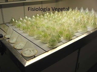 Fisiología Vegetal