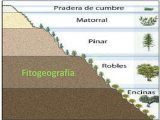 Fitogeografía