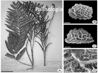 Palinología