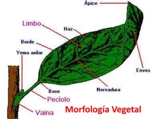 Morfología Vegetal