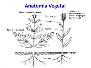 Anatomía Vegetal