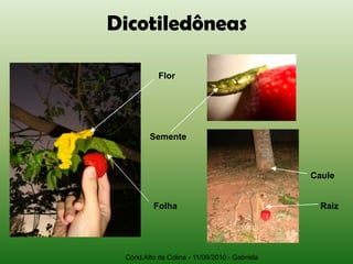 Dicotiledôneas

           Flor




        Semente



                                               Caule


          Folha                                  Raiz




 Cond.Alto da Colina - 11/09/2010 - Gabriela
 