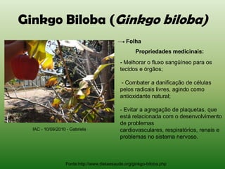 Ginkgo Biloba (Ginkgo biloba)
                                               Folha
                                                    Propriedades medicinais:
                                            - Melhorar o fluxo sangüíneo para os
                                            tecidos e órgãos;

                                            - Combater a danificação de células
                                            pelos radicais livres, agindo como
                                            antioxidante natural;

                                            - Evitar a agregação de plaquetas, que
                                            está relacionada com o desenvolvimento
                                            de problemas
  IAC - 10/09/2010 - Gabriela               cardiovasculares, respiratórios, renais e
                                            problemas no sistema nervoso.



                  Fonte:http://www.dietaesaude.org/ginkgo-biloba.php
 