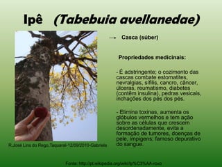 Ipê (Tabebuia avellanedae)
                                                       Casca (súber)


                                                     Propriedades medicinais:

                                                    - É adstringente; o cozimento das
                                                    cascas combate estomatites,
                                                    nevralgias, sífilis, cancro, câncer,
                                                    úlceras, reumatismo, diabetes
                                                    (contêm insulina), pedras vesicais,
                                                    inchações dos pés dos pés.

                                                    - Elimina toxinas, aumenta os
                                                    glóbulos vermelhos e tem ação
                                                    sobre as células que crescem
                                                    desordenadamente, evita a
                                                    formação de tumores, doenças de
                                                    pele, impigens; famoso depurativo
R.José Lins do Rego,Taquaral-12/09/2010-Gabriela    do sangue.


                           Fonte: http://pt.wikipedia.org/wiki/Ip%C3%AA-roxo
 