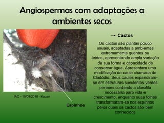 Angiospermas com adaptações a
           ambientes secos
                                                   Cactos
                                           Os cactos são plantas pouco
                                         usuais, adaptadas a ambientes
                                            extremamente quentes ou
                                      áridos, apresentando ampla variação
                                          de sua forma e capacidade de
                                        conservar água. Apresentam uma
                                        modificação do caule chamada de
                                       Cladódio. Seus caules expandiram-
                                       se em estruturas suculentas verdes
                                           perenes contendo a clorofila
                                              necessária para vida e
IAC - 10/09/2010 - Kauan               crescimento, enquanto suas folhas
                                         transformaram-se nos espinhos
                           Espinhos
                                          pelos quais os cactos são bem
                                                   conhecidos
 