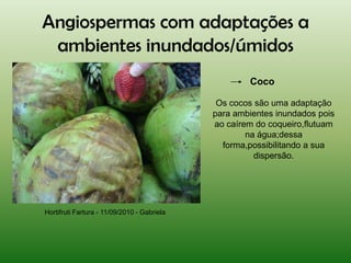 Angiospermas com adaptações a
 ambientes inundados/úmidos
                                                     Coco

                                              Os cocos são uma adaptação
                                             para ambientes inundados pois
                                             ao caírem do coqueiro,flutuam
                                                     na água;dessa
                                               forma,possibilitando a sua
                                                       dispersão.




Hortifruti Fartura - 11/09/2010 - Gabriela
 