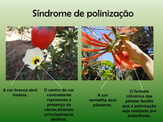 Síndrome de polinização




A cor branca atrai   O centro de cor                        O formato
     insetos.         contrastante         A cor          cilíndrico das
                      representa a     vermelha atrai    pétalas facilita
                      presença de        pássaros.      que a polinização
                     néctar,atraindo                    seja realizada por
                     principalmente                        beija-flores.
                        abelhas.
 