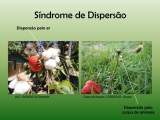Síndrome de Dispersão
 Dispersão pelo ar




IAC-10/09/2010-Gabriela   Casa do Kauan-12/09/2010- Kauan


                                                   Dispersão pelo
                                                  corpo de animais
 