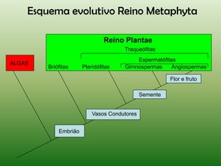 Esquema evolutivo Reino Metaphyta

                               Reino Plantae
                                     Traqueófitas
                                         Espermatófitas
ALGAS
        Briófitas     Pteridófitas   Gimnospermas    Angiospermas

                                                       Flor e fruto

                                             Semente


                          Vasos Condutores


            Embrião
 