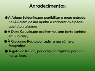 Agradecimentos:

À Ariane Saldanha,por possibilitar a nossa entrada
no IAC,além de nos ajudar a conhecer as espécies
que fotografamos;
À Deise Gouvêa,por acolher-nos com tanto carinho
em sua casa;
À Giovanna Rocha,por ceder a sua câmera
fotográfica;
À gata do Kauan, por achar carrapichos para as
nossas fotos.
 
