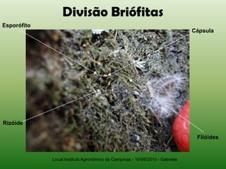 Divisão Briófitas
Esporófito
                                                                              Cápsula




Rizóide

                                                                               Filóides


             Local:Instituto Agronômico de Campinas - 10/09/2010 - Gabriela
 