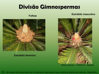 Divisão Gimnospermas
                                                                     Estróbilo masculino
                          Folhas




            Estróbilo feminino


                                                         Edifício Atlanta - 11/09/2010 - Gabriela


PS : As cicas não encontram-se no período reprodutivo,que ocorre próximo ao mês de dezembro.
 