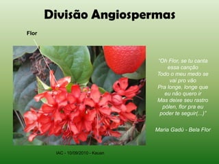 Divisão Angiospermas
Flor




                                   “Oh Flor, se tu canta
                                       essa canção
                                   Todo o meu medo se
                                        vai pro vão
                                   Pra longe, longe que
                                      eu não quero ir
                                   Mas deixe seu rastro
                                     pólen, flor pra eu
                                    poder te seguir(...)”


                                   Maria Gadú - Bela Flor



        IAC - 10/09/2010 - Kauan
 