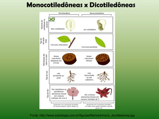 Monocotiledôneas x Dicotiledôneas




 Fonte: http://www.sobiologia.com.br/figuras/Reinos4/mono_dicotiledonea.jpg
 
