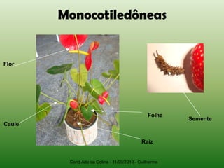 Monocotiledôneas


Flor




                                                Folha
                                                        Semente
Caule


                                            Raiz


         Cond.Alto da Colina - 11/09/2010 - Guilherme
 
