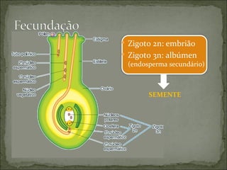  Zigoto 2n: embrião
 Zigoto 3n: albúmen
  (endosperma secundário)



        SEMENTE
 