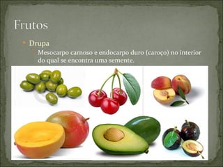  Drupa
    Mesocarpo carnoso e endocarpo duro (caroço) no interior
     do qual se encontra uma semente.
 