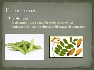 Tipo de fruto
   Deiscentes – abre para liberação de sementes
   Indeiscentes – não se abre para liberação de sementes
 