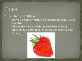  Pseudofruto múltiplo
   Ocorre o desenvolvimento do receptáculo floral (parte
    comestível)
   A flor possui vários ovários que se desenvolvem
    formando frutículos (pontos escuros da superficie no
    morango)
 