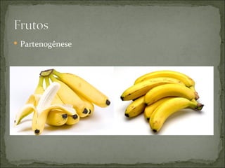 Partenogênese
 