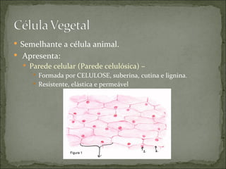  Semelhante a célula animal.
 Apresenta:
   Parede celular (Parede celulósica) –
      Formada por CELULOSE, suberina, cutina e lignina.
      Resistente, elástica e permeável
 