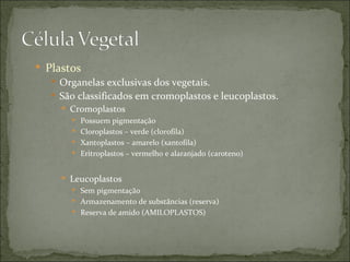  Plastos
    Organelas exclusivas dos vegetais.
    São classificados em cromoplastos e leucoplastos.
      Cromoplastos
        Possuem pigmentação
        Cloroplastos – verde (clorofila)
        Xantoplastos – amarelo (xantofila)
        Eritroplastos – vermelho e alaranjado (caroteno)


      Leucoplastos
        Sem pigmentação
        Armazenamento de substâncias (reserva)
        Reserva de amido (AMILOPLASTOS)
 