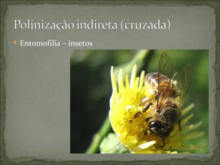  Entomofilia – insetos
 