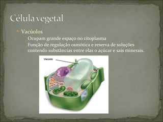 Vacúolos
    Ocupam grande espaço no citoplasma
    Função de regulação osmótica e reserva de soluções
     contendo substâncias entre elas o açúcar e sais minerais.
 