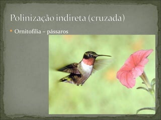  Ornitofilia – pássaros
 