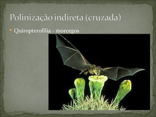  Quiropterofilia - morcegos
 
