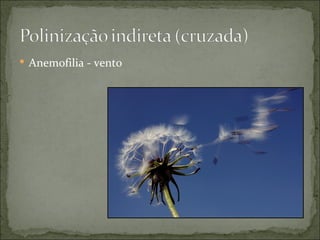  Anemofilia - vento
 