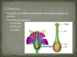  Formado por folhas modificadas chamadas carpelos ou
  pistilos
 Dividido em 3 partes:
    ESTIGMA
    ESTILETE
    OVÁRIO
 