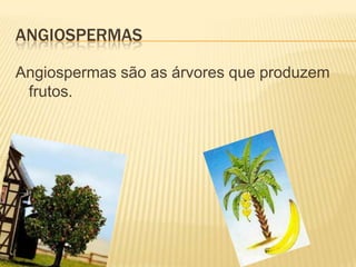 ANGIOSPERMAS

Angiospermas são as árvores que produzem
 frutos.
 