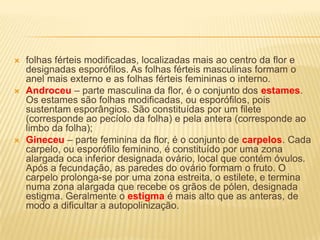    folhas férteis modificadas, localizadas mais ao centro da flor e
    designadas esporófilos. As folhas férteis masculinas formam o
    anel mais externo e as folhas férteis femininas o interno.
   Androceu – parte masculina da flor, é o conjunto dos estames.
    Os estames são folhas modificadas, ou esporófilos, pois
    sustentam esporângios. São constituídas por um filete
    (corresponde ao pecíolo da folha) e pela antera (corresponde ao
    limbo da folha);
   Gineceu – parte feminina da flor, é o conjunto de carpelos. Cada
    carpelo, ou esporófilo feminino, é constituído por uma zona
    alargada oca inferior designada ovário, local que contém óvulos.
    Após a fecundação, as paredes do ovário formam o fruto. O
    carpelo prolonga-se por uma zona estreita, o estilete, e termina
    numa zona alargada que recebe os grãos de pólen, designada
    estigma. Geralmente o estigma é mais alto que as anteras, de
    modo a dificultar a autopolinização.
 