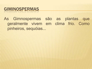 GIMINOSPERMAS

As Gimnospermas são as plantas que
 geralmente vivem em clima frio. Como
 pinheiros, sequóias...
 