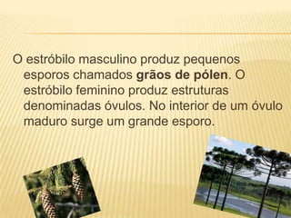 O estróbilo masculino produz pequenos
 esporos chamados grãos de pólen. O
 estróbilo feminino produz estruturas
 denominadas óvulos. No interior de um óvulo
 maduro surge um grande esporo.
 