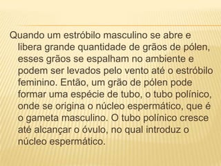 Quando um estróbilo masculino se abre e
 libera grande quantidade de grãos de pólen,
 esses grãos se espalham no ambiente e
 podem ser levados pelo vento até o estróbilo
 feminino. Então, um grão de pólen pode
 formar uma espécie de tubo, o tubo polínico,
 onde se origina o núcleo espermático, que é
 o gameta masculino. O tubo polínico cresce
 até alcançar o óvulo, no qual introduz o
 núcleo espermático.
 