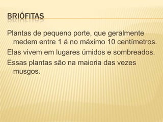 BRIÓFITAS

Plantas de pequeno porte, que geralmente
  medem entre 1 á no máximo 10 centímetros.
Elas vivem em lugares úmidos e sombreados.
Essas plantas são na maioria das vezes
  musgos.
 