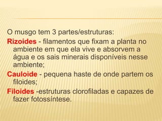 O musgo tem 3 partes/estruturas:
Rizoides - filamentos que fixam a planta no
  ambiente em que ela vive e absorvem a
  água e os sais minerais disponíveis nesse
  ambiente;
Cauloide - pequena haste de onde partem os
  filoides;
Filoides -estruturas clorofiladas e capazes de
  fazer fotossíntese.
 