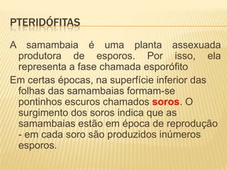 PTERIDÓFITAS
A samambaia é uma planta assexuada
 produtora de esporos. Por isso, ela
 representa a fase chamada esporófito
Em certas épocas, na superfície inferior das
 folhas das samambaias formam-se
 pontinhos escuros chamados soros. O
 surgimento dos soros indica que as
 samambaias estão em época de reprodução
 - em cada soro são produzidos inúmeros
 esporos.
 