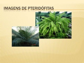IMAGENS DE PTERIDÓFITAS
 