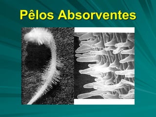 Pêlos Absorventes
 
