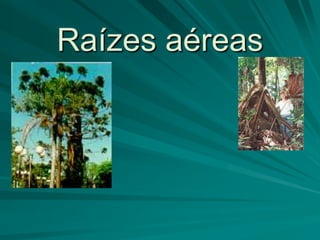 Raízes aéreas
 