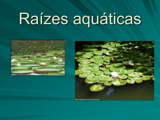Raízes aquáticas
 