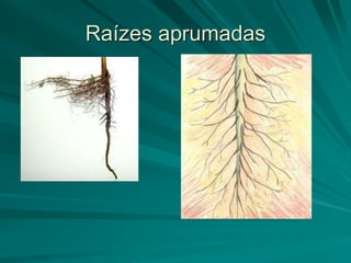 Raízes aprumadas
 