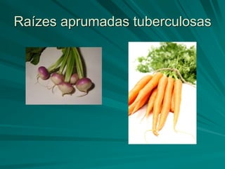 Raízes aprumadas tuberculosas
 