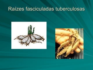 Raízes fasciculadas tuberculosas
 